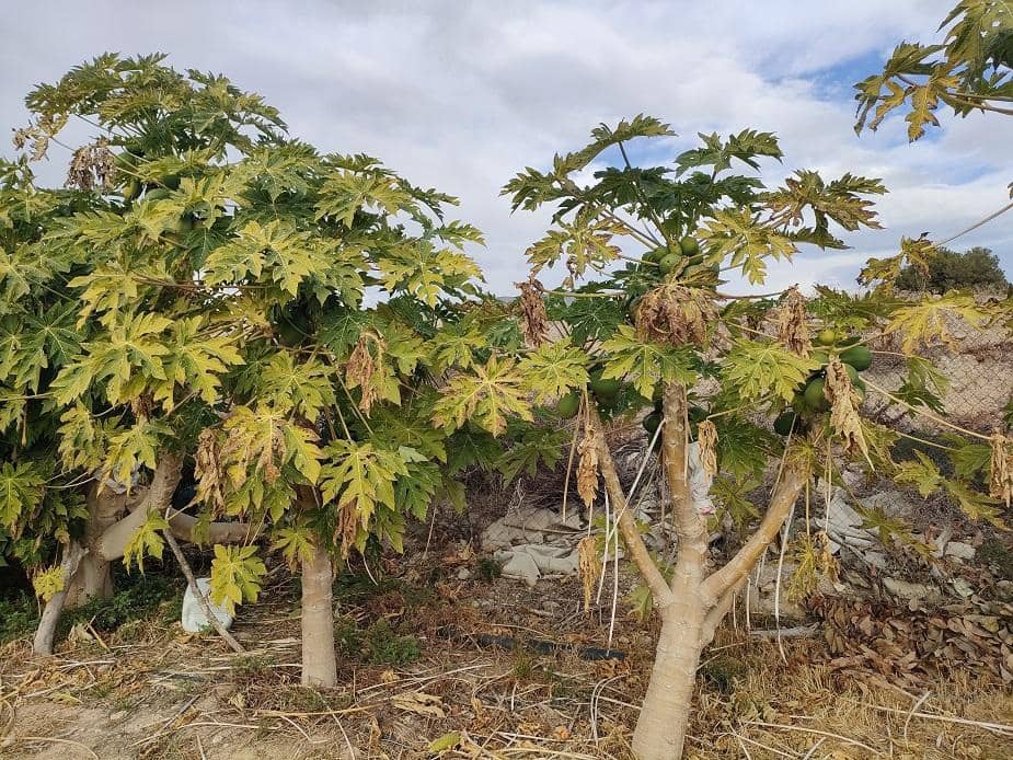 Hus til salgs i La Villajoyosa / Vila Joiosa - € 1 095 000 (Ref: 8108296)