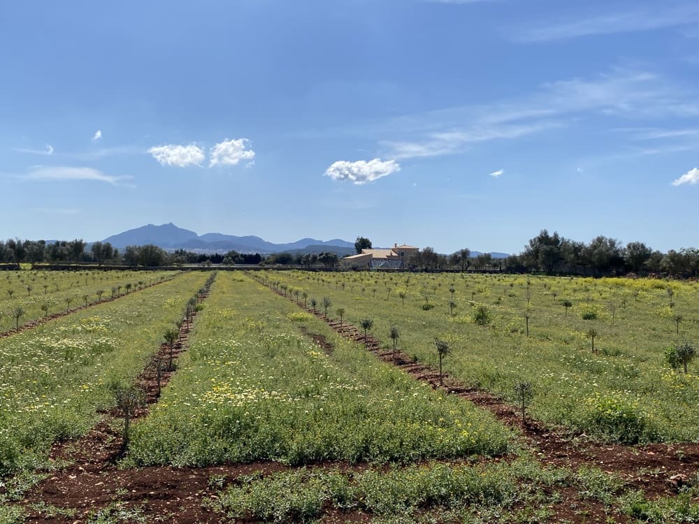 5 soverom Finca/Herregård til salgs i Porreres - € 4 950 000 (Ref: 8936381)