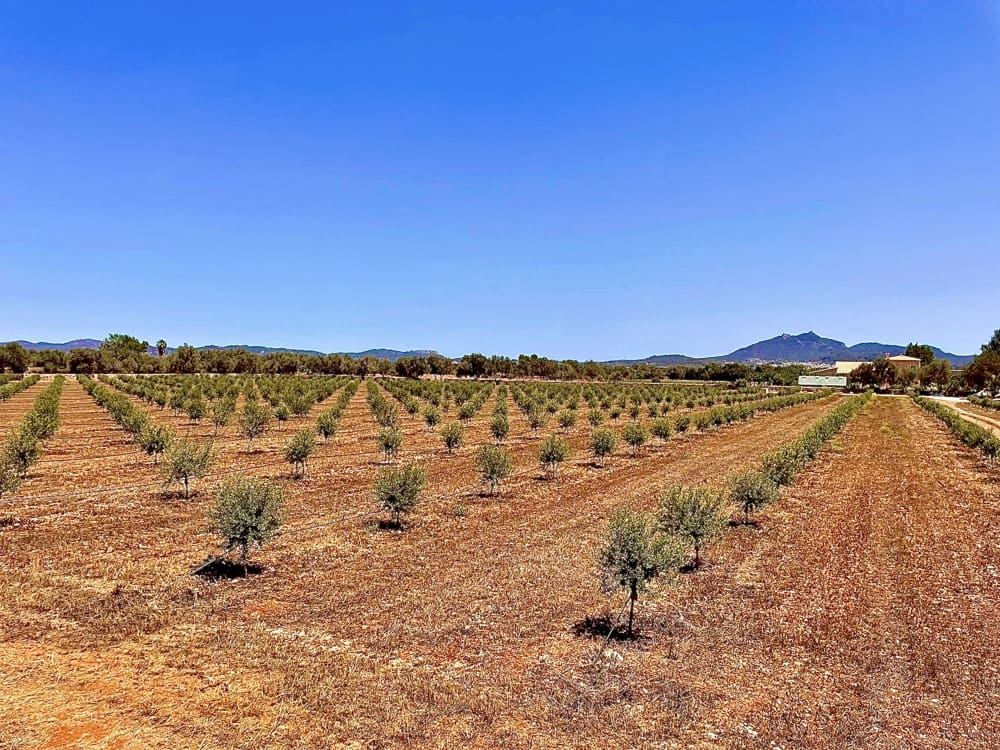 5 soverom Finca/Herregård til salgs i Porreres - € 4 950 000 (Ref: 8936381)