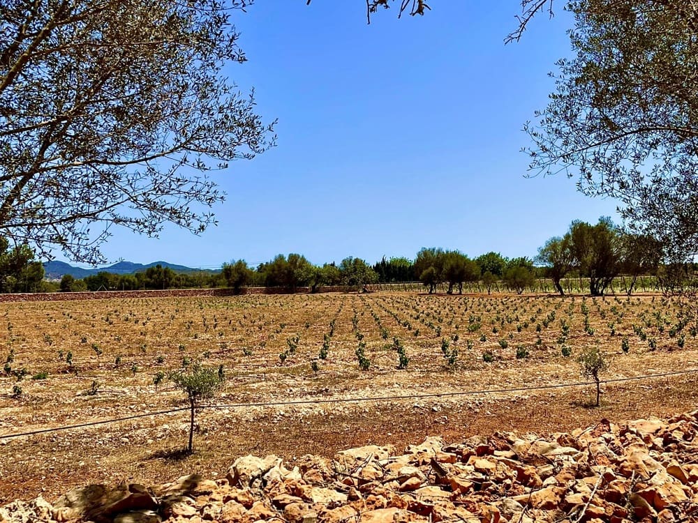 5 soverom Finca/Herregård til salgs i Porreres - € 4 950 000 (Ref: 8936381)