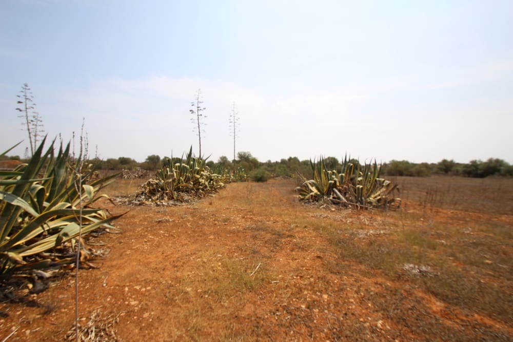 Undeveloped Land for sale in Llucmajor - € 249,000 (Ref: 9401767)