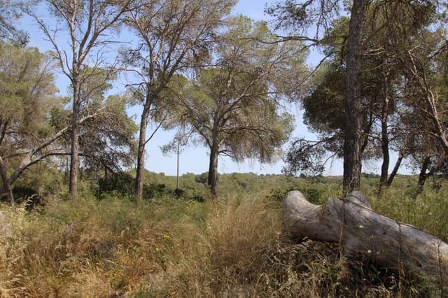 Terreno/Finca Rústica en L'Arenal / S'Arenal, Llucmajor en venta - 350.000 € (Ref: 9806779)