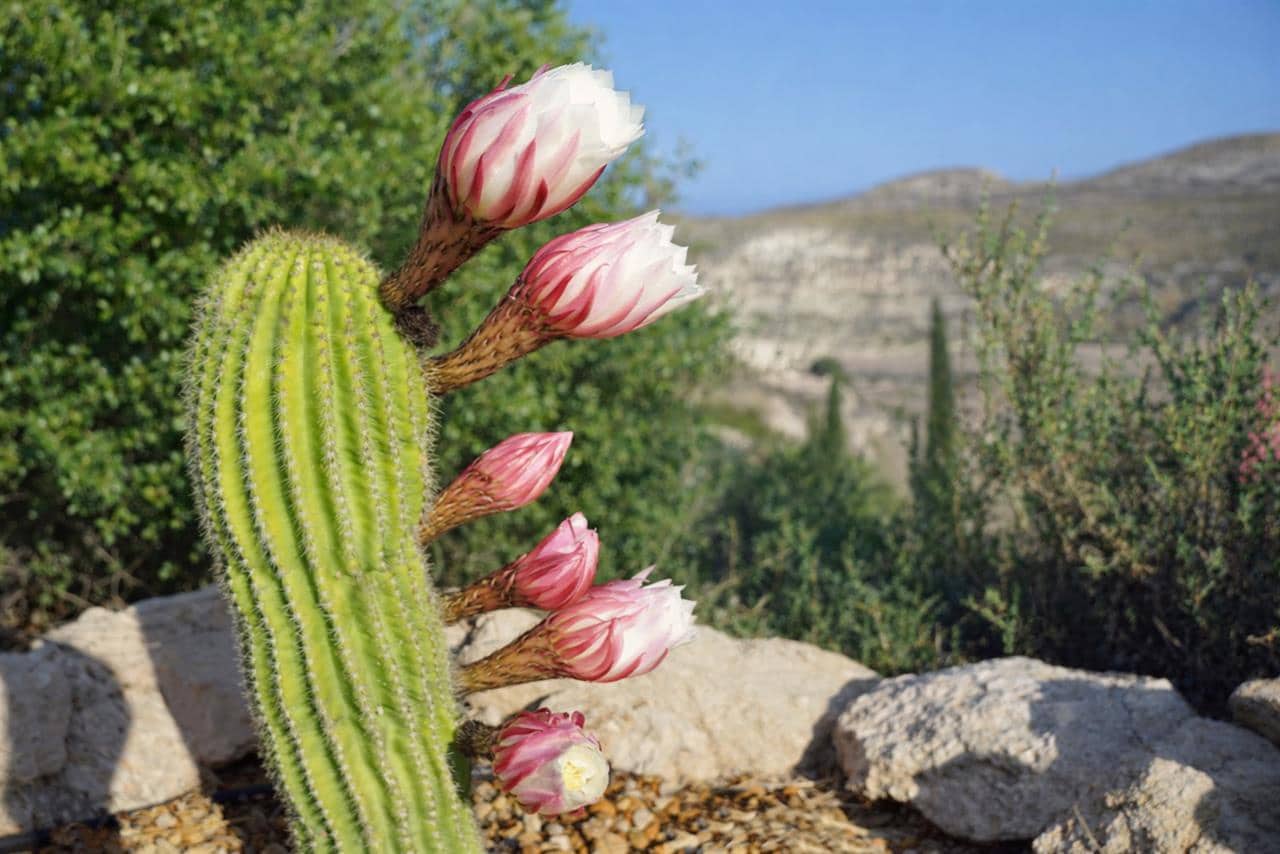 5 bedroom Villa for sale in Agua Amarga with pool - € 1,300,000 (Ref: 9701475)