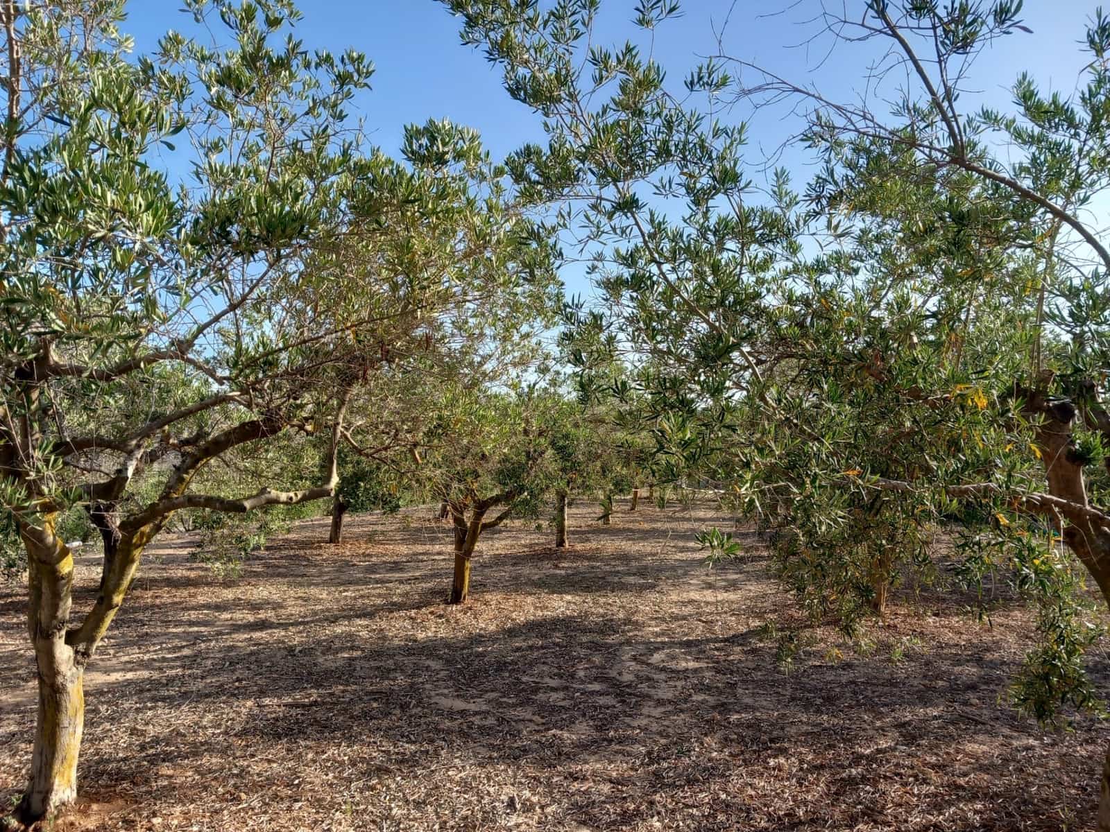 3 slaapkamer Villa te koop in Teulada met zwembad - € 530.000 (Ref: 8942102)