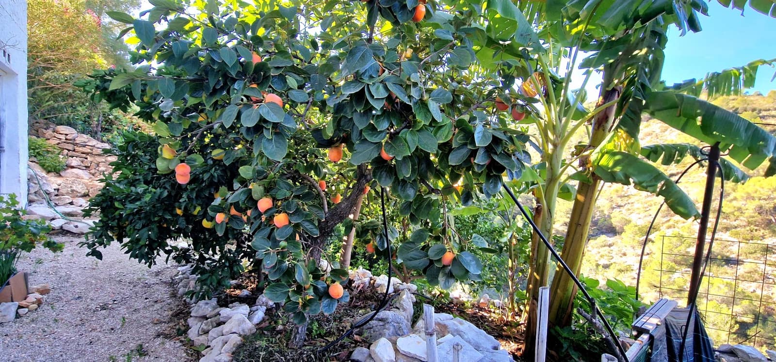 5 soveværelse Villa til salg i Monte Solana med swimmingpool - € 730.000 (Ref: 9413960)