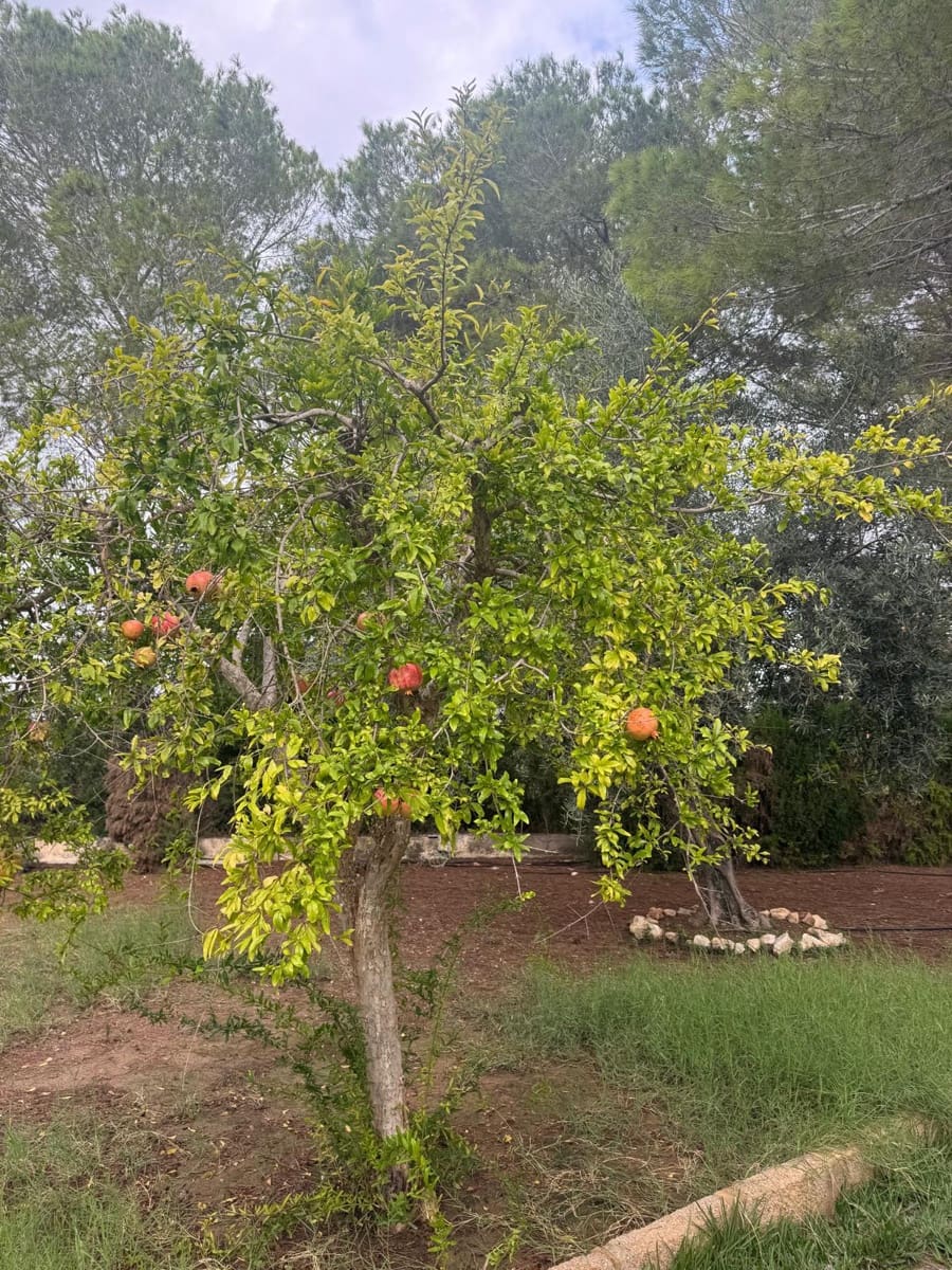 3 Zimmer Finca/Landgut zu verkaufen in Orihuela Costa mit Pool - 1.199.000 € (Ref: 9588055)