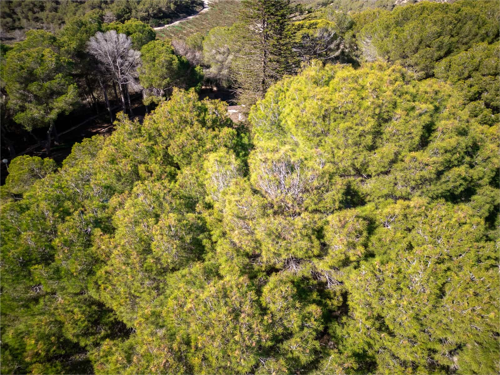 3 Zimmer Finca/Landgut zu verkaufen in Orihuela Costa mit Pool - 1.199.000 € (Ref: 9588055)