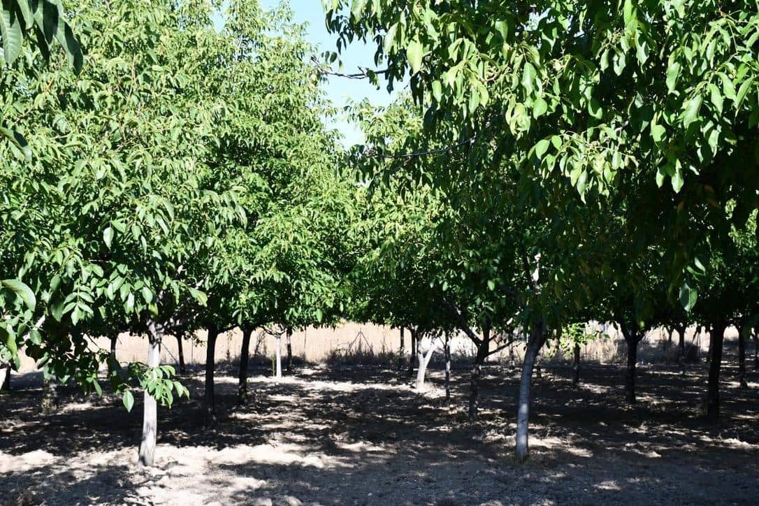 3 bedroom Finca/Country House for sale in Puebla de Don Fadrique - € 380,000 (Ref: 9846629)