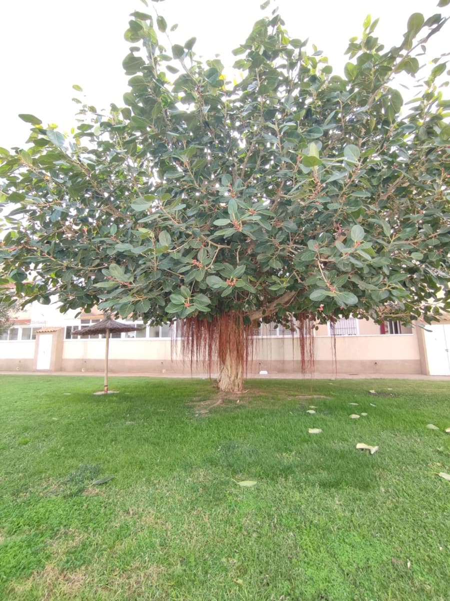 2 bedroom Apartment for sale in San Pedro del Pinatar with pool - € 149,995 (Ref: 9652304)