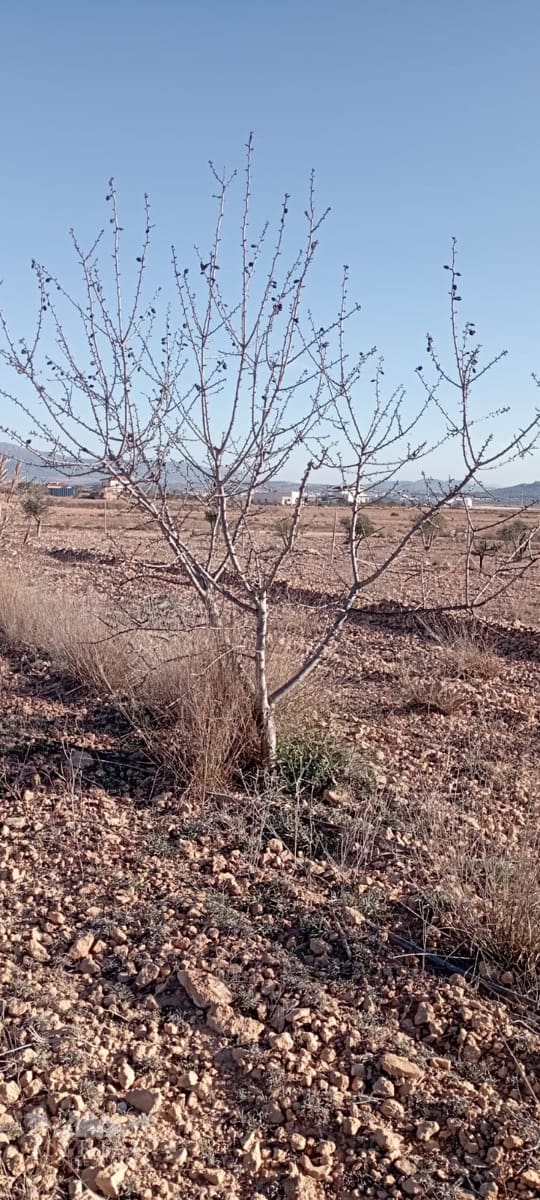 4 soveværelse Finca/Landehus til salg i Pinoso med swimmingpool - € 324.000 (Ref: 9363514)