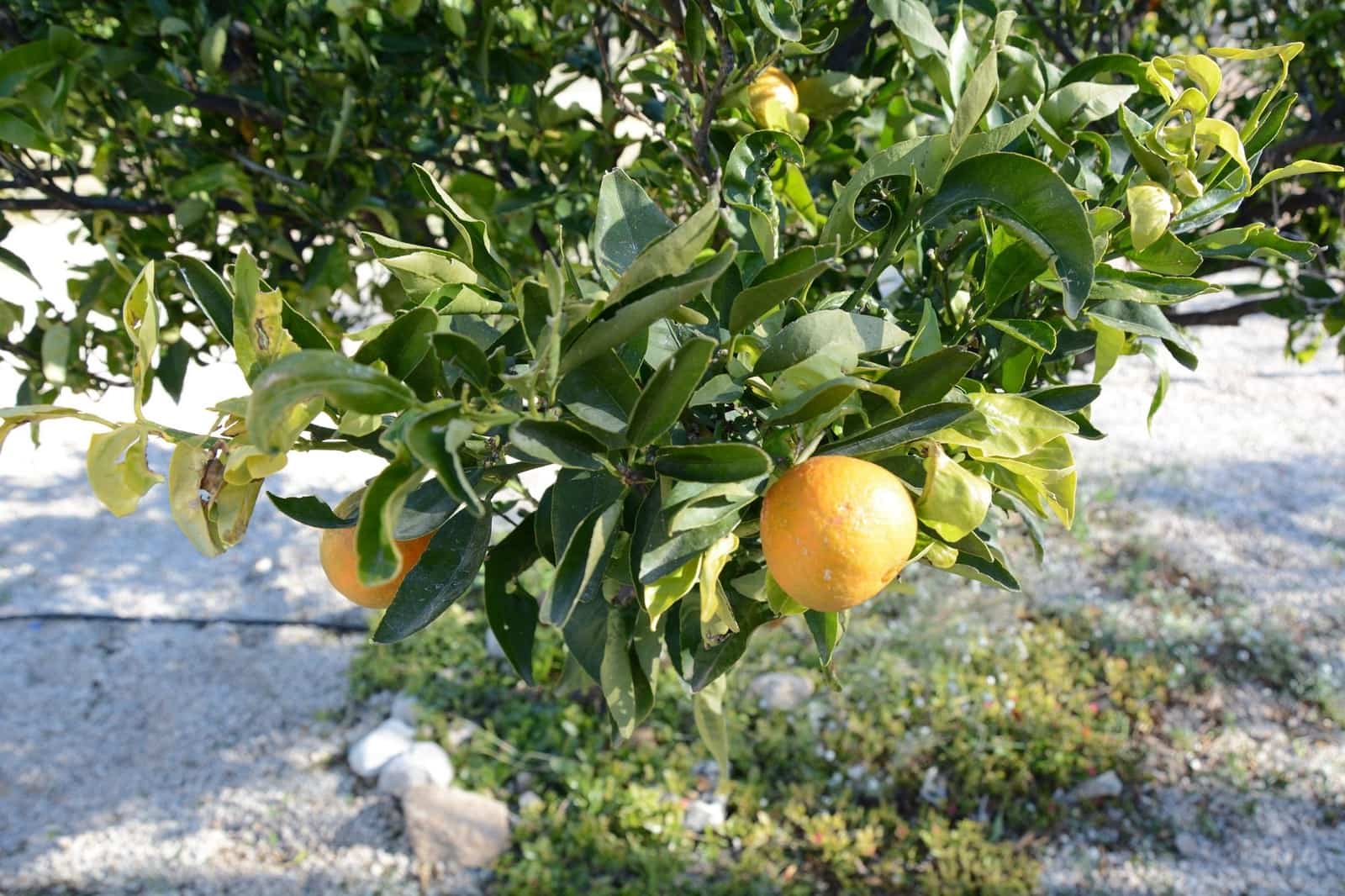 3 sypialnia Willa na sprzedaż w Abanilla z basenem garażem - 349 000 € (Ref: 9500803)