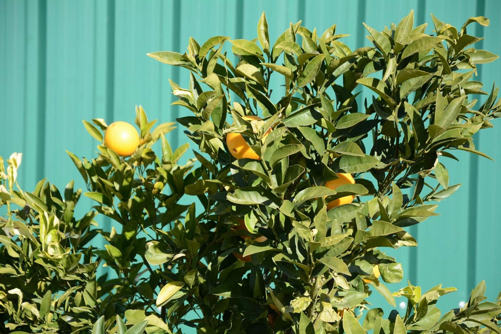 3 sypialnia Willa na sprzedaż w Abanilla z basenem garażem - 349 000 € (Ref: 9500803)