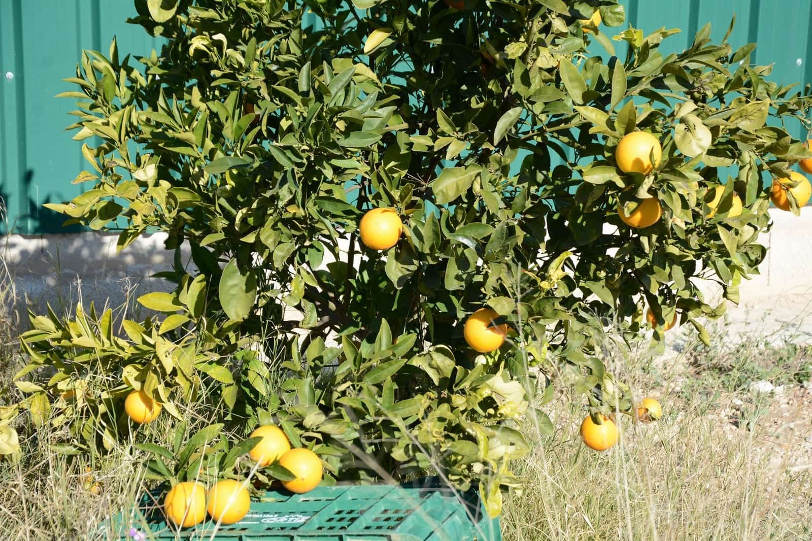 3 sypialnia Willa na sprzedaż w Abanilla z basenem garażem - 349 000 € (Ref: 9500803)