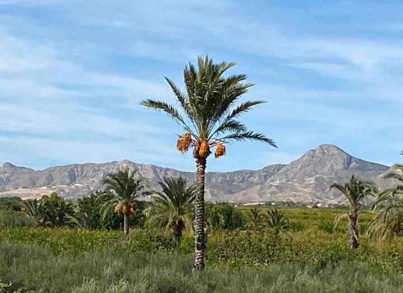 5 makuuhuone Huvila myytävänä paikassa Albatera mukana uima-altaan - 399 950 € (Ref: 9487148)