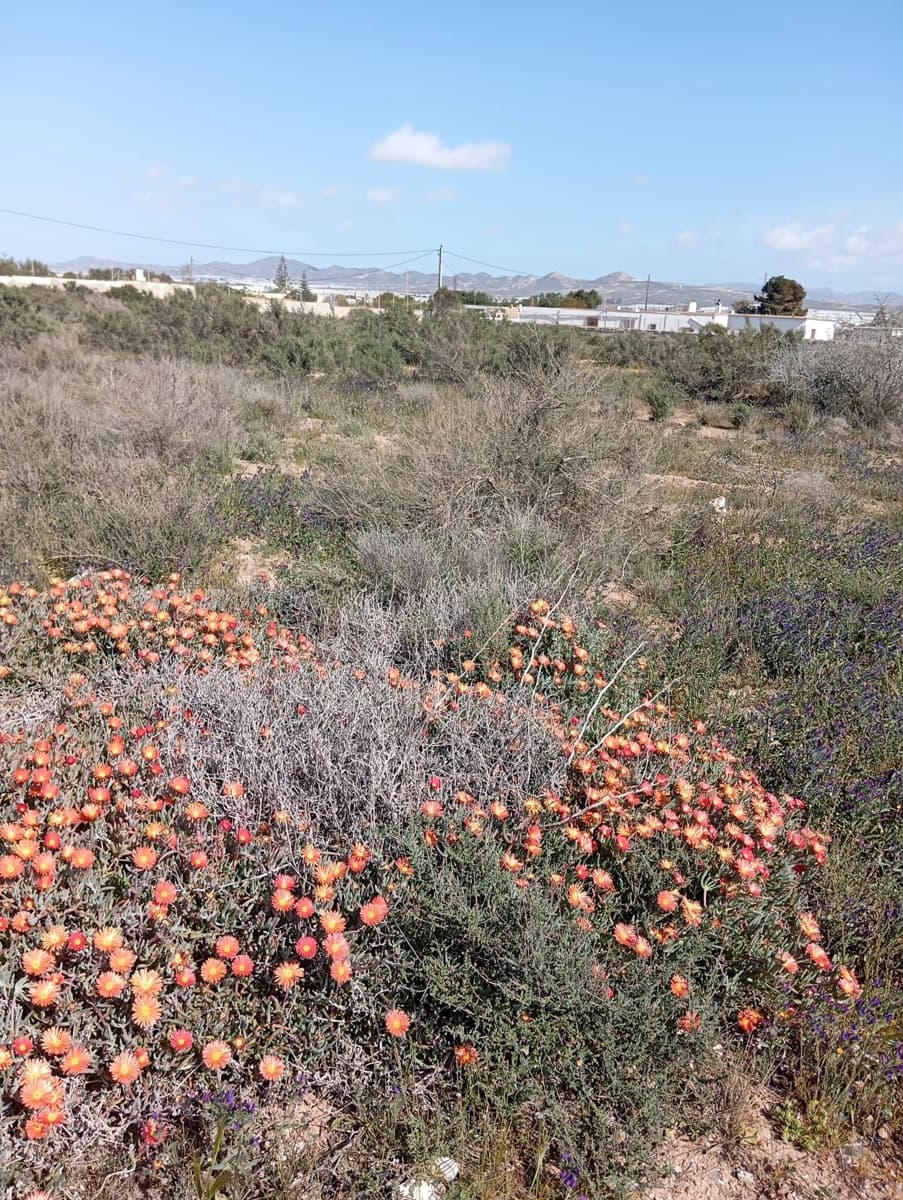 Grond te koop in Almeria stad - € 200.880 (Ref: 9029488)