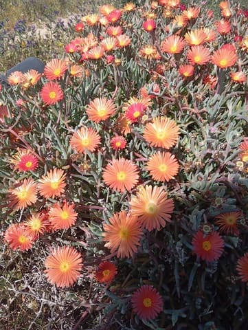 Undeveloped Land for sale in Almería city - € 200,880 (Ref: 9029488)