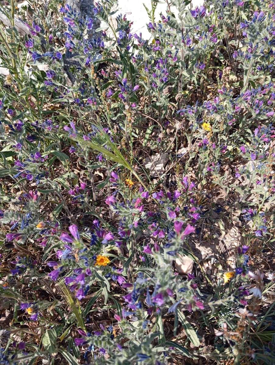 Ubebygd land til salgs i Almeria by - € 200 880 (Ref: 9029488)