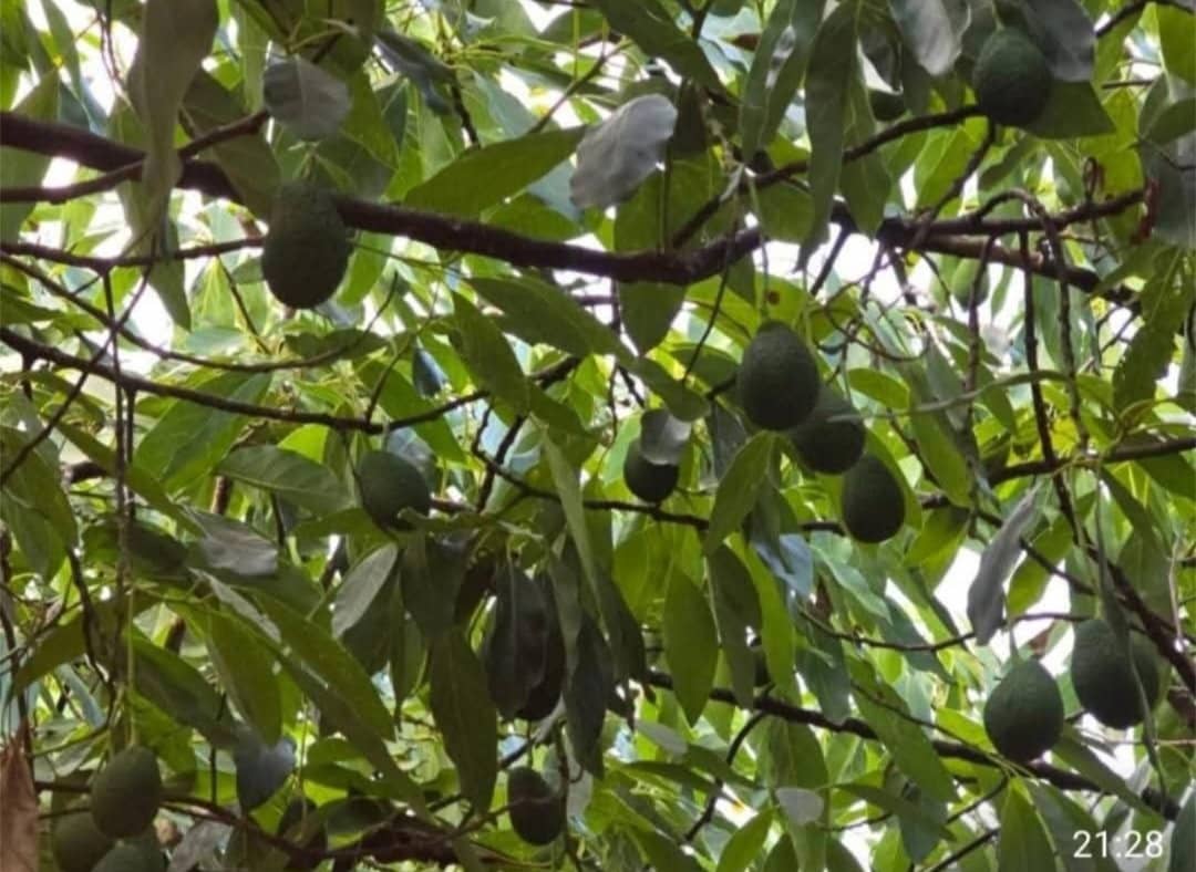 Finca/Country House for sale in Alhaurin el Grande - € 115,000 (Ref: 9434784)