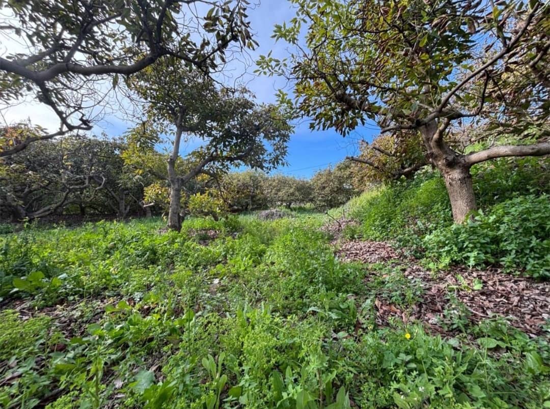 Finca/Country House for sale in Alhaurin el Grande - € 115,000 (Ref: 9434784)