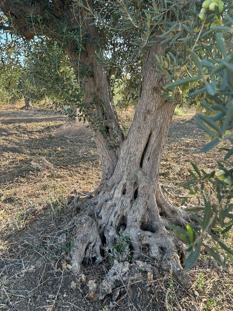 6 bedroom Finca/Country House for sale in Alhaurin de la Torre - € 785,000 (Ref: 9434815)