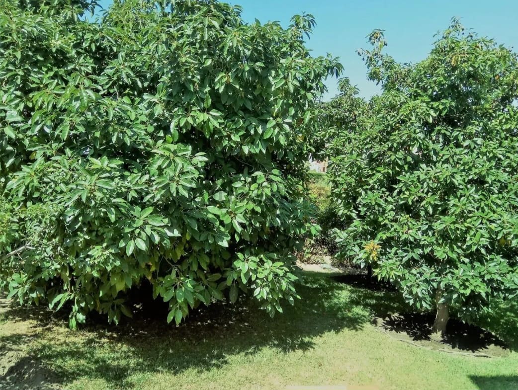 5 Zimmer Villa zu verkaufen in Alhaurin de la Torre mit Pool Garage - 880.000 € (Ref: 9434829)