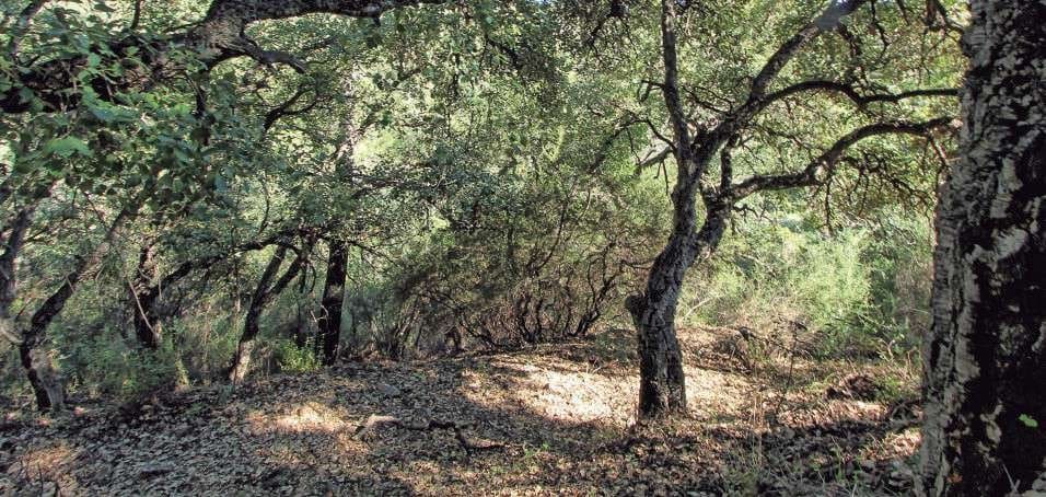 Rakentamaton maa myytävänä paikassa Benahavis - 850 000 € (Ref: 9434883)