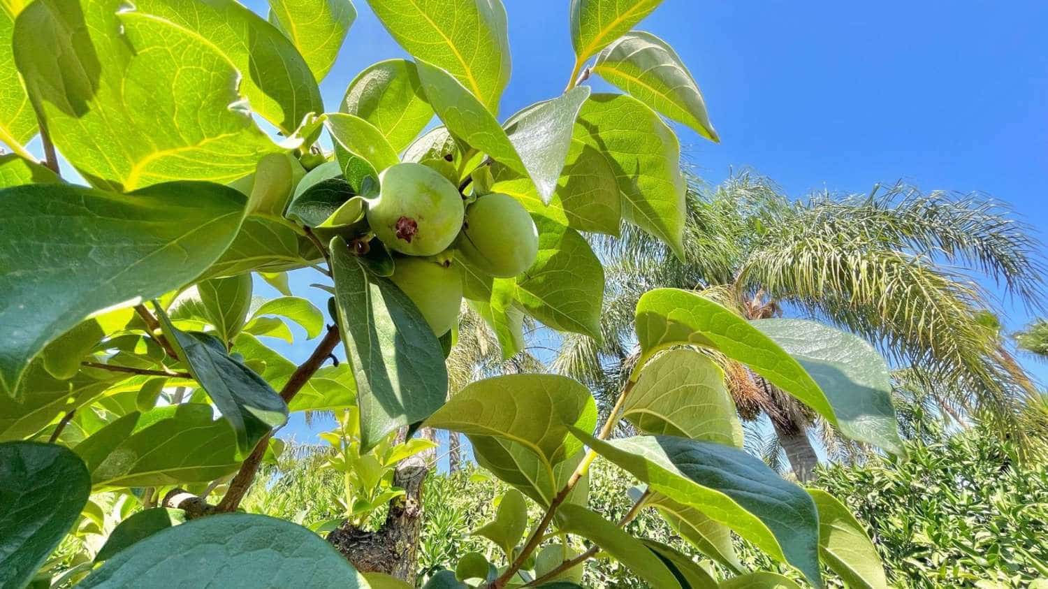 7 sypialnia Willa na sprzedaż w Alhaurin de la Torre z basenem garażem - 815 000 € (Ref: 9513157)