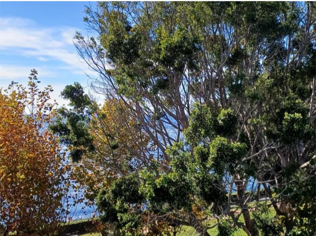 Studio til salg i Estepona - € 206.000 (Ref: 9660831)