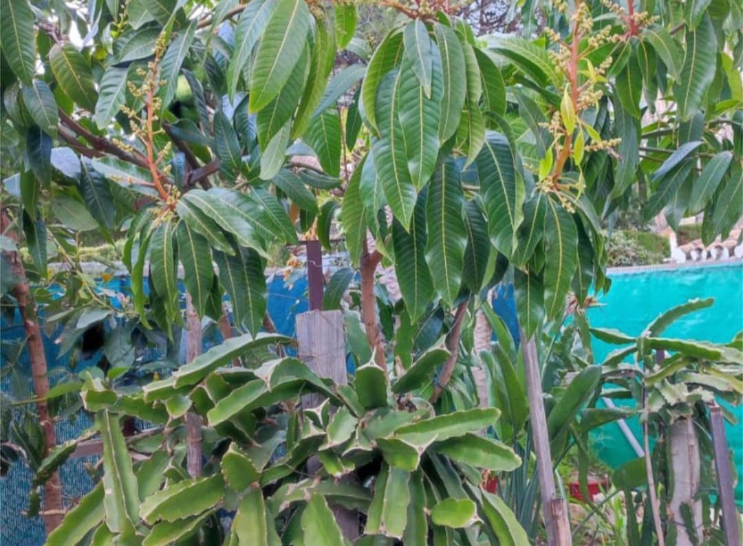 3 soveværelse Rækkehus til salg i Mijas med swimmingpool garage - € 459.000 (Ref: 9758547)