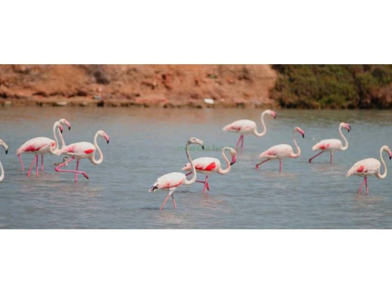 3 Zimmer Villa zu verkaufen in San Pedro del Pinatar - 419.950 € (Ref: 7243769)