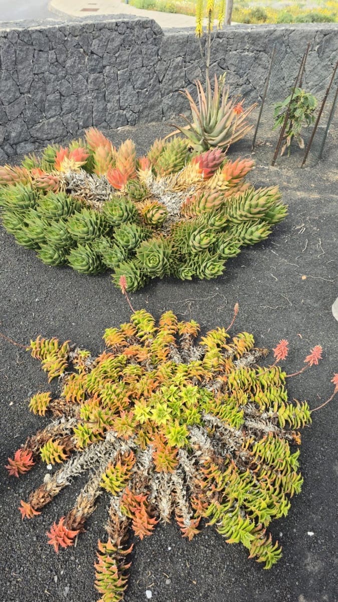 3 Zimmer Villa zu verkaufen in Tinajo mit Garage - 558.000 € (Ref: 9780533)