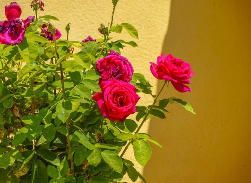 5 chambre Finca/Maison de Campagne à vendre à La Hoya avec piscine - 520 000 € (Ref: 9015891)