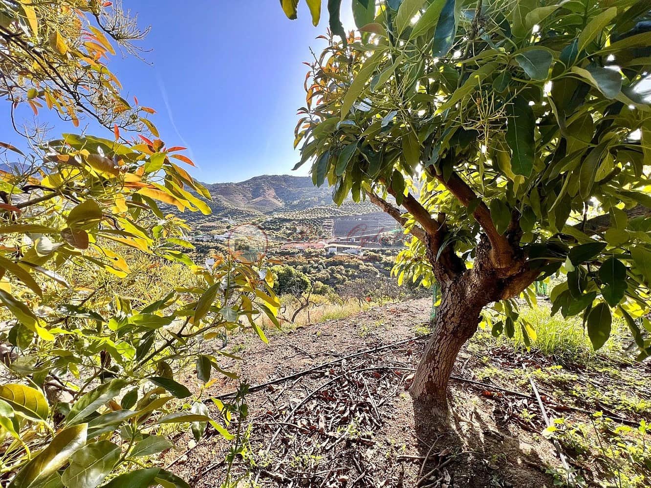 Grunde uden byggetilladelser til salg i Torrox - € 24.000 (Ref: 9049775)