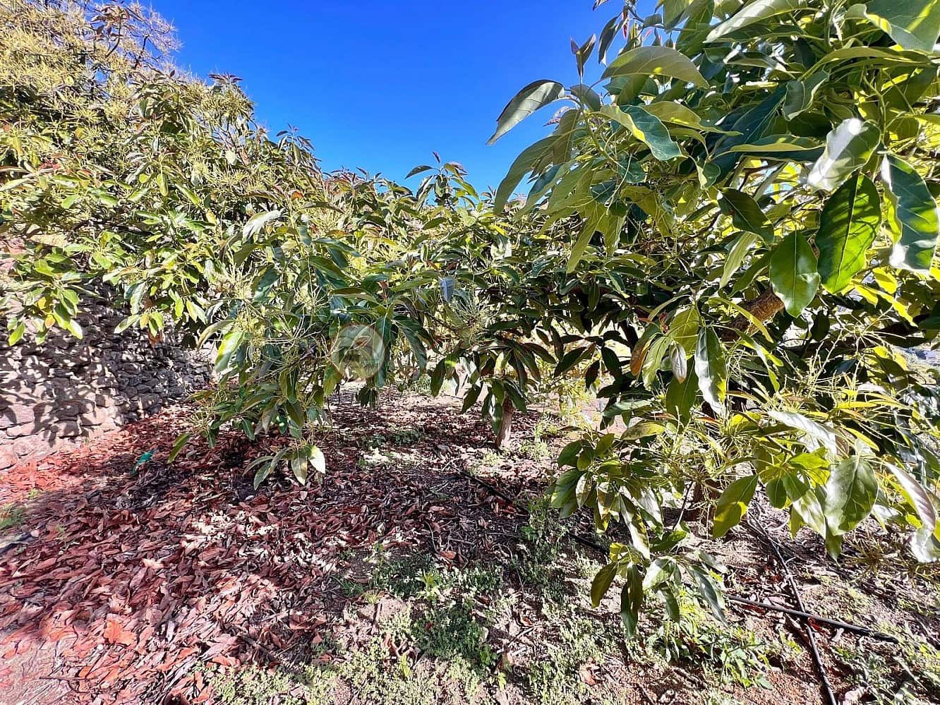 Grunde uden byggetilladelser til salg i Torrox - € 24.000 (Ref: 9049775)