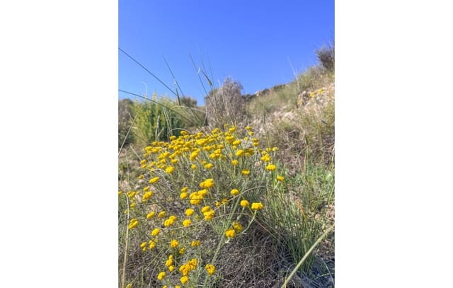 Byggegrund til salg i Jubalcoy / Jubalcoi, Elche / Elx - € 20.000 (Ref: 9752317)