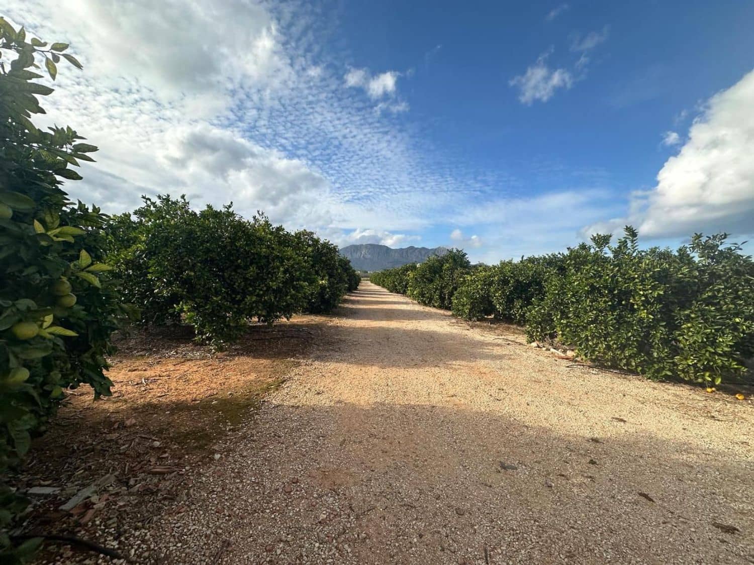 Landgrundstück zu verkaufen in Ondara - 250.000 € (Ref: 9637577)