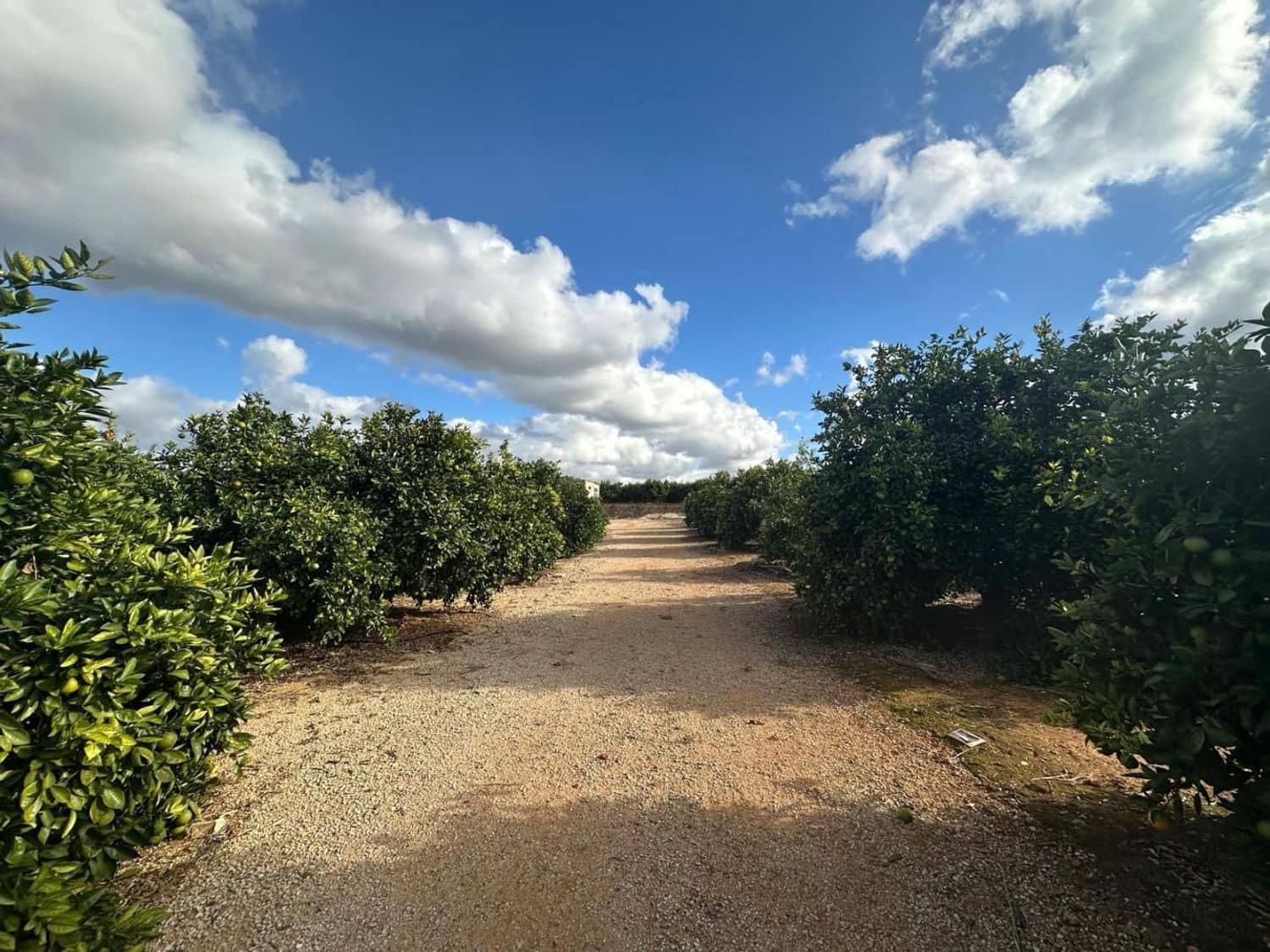 Landgrundstück zu verkaufen in Ondara - 250.000 € (Ref: 9637577)