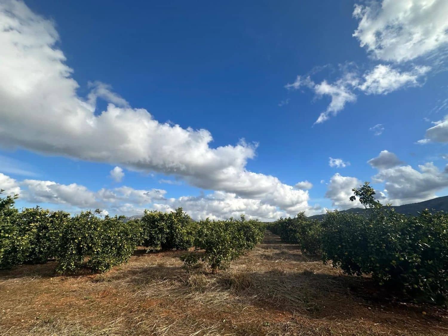 Landgrundstück zu verkaufen in Ondara - 250.000 € (Ref: 9637577)