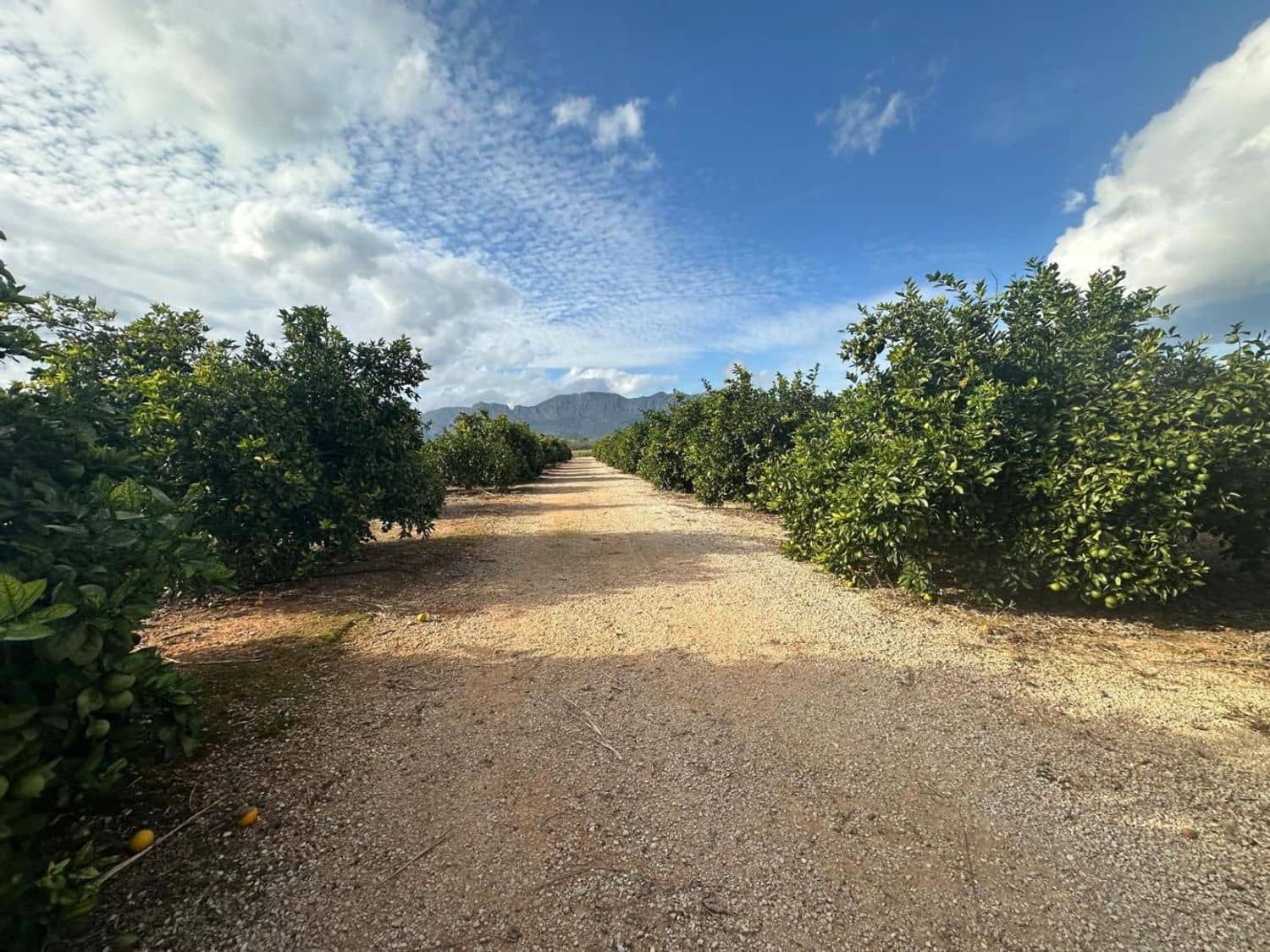 Landgrundstück zu verkaufen in Ondara - 250.000 € (Ref: 9637577)