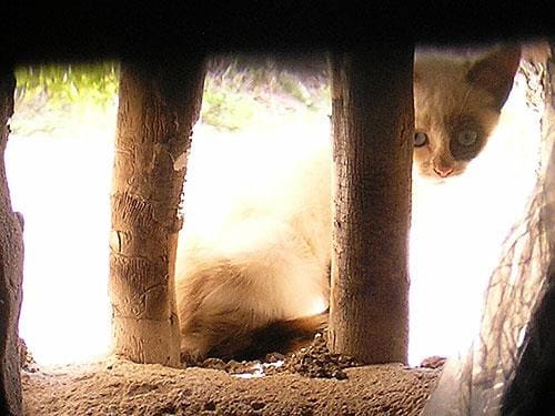 8 sypialnia Finka/Dom wiejski na sprzedaż w Lubrin - 749 000 € (Ref: 5374931)