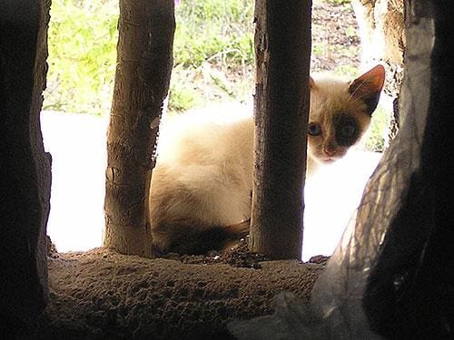 8 sypialnia Finka/Dom wiejski na sprzedaż w Lubrin - 749 000 € (Ref: 5374931)