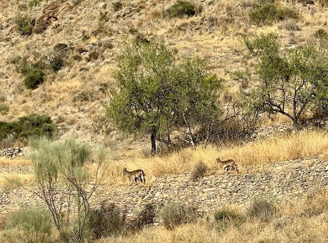 2 slaapkamer Villa te koop in Lubrin met zwembad - € 249.950 (Ref: 8030920)