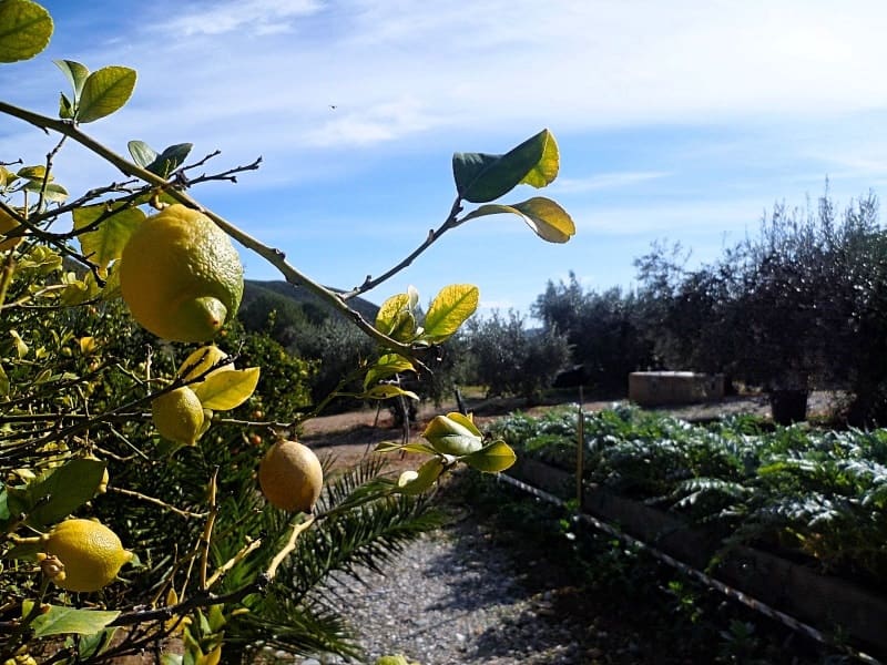 Grond te koop in Lubrin - € 40.000 (Ref: 8160624)