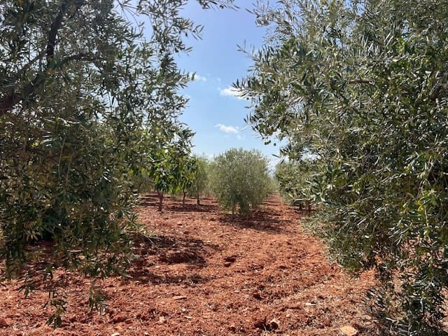 3 soveværelse Finca/Landehus til salg i Uleila del Campo - € 380.000 (Ref: 9356930)