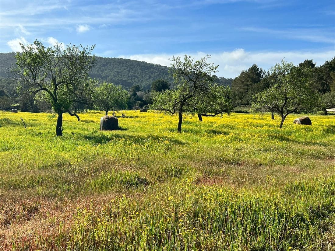 5 soveværelse Finca/Landehus til salg i San Jose / Sant Josep de Sa Talaia med swimmingpool garage - € 2.950.000 (Ref: 8012548)