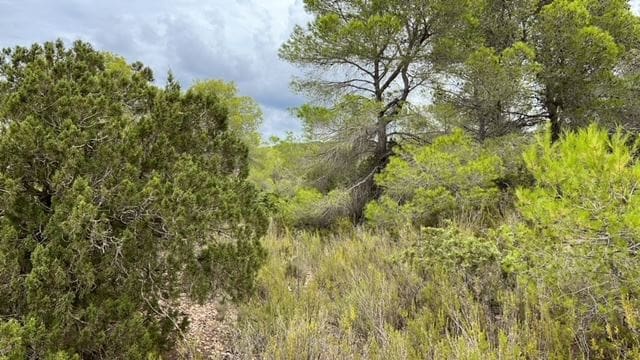 Grunde uden byggetilladelser til salg i Cala Tarida - € 2.400.000 (Ref: 8016561)