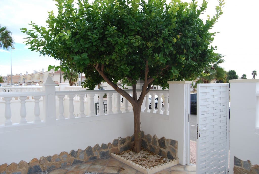 3 sypialnia Dom blizniak do wynajęcia w Ciudad Quesada z basenem - 850 € (Ref: 6447858)