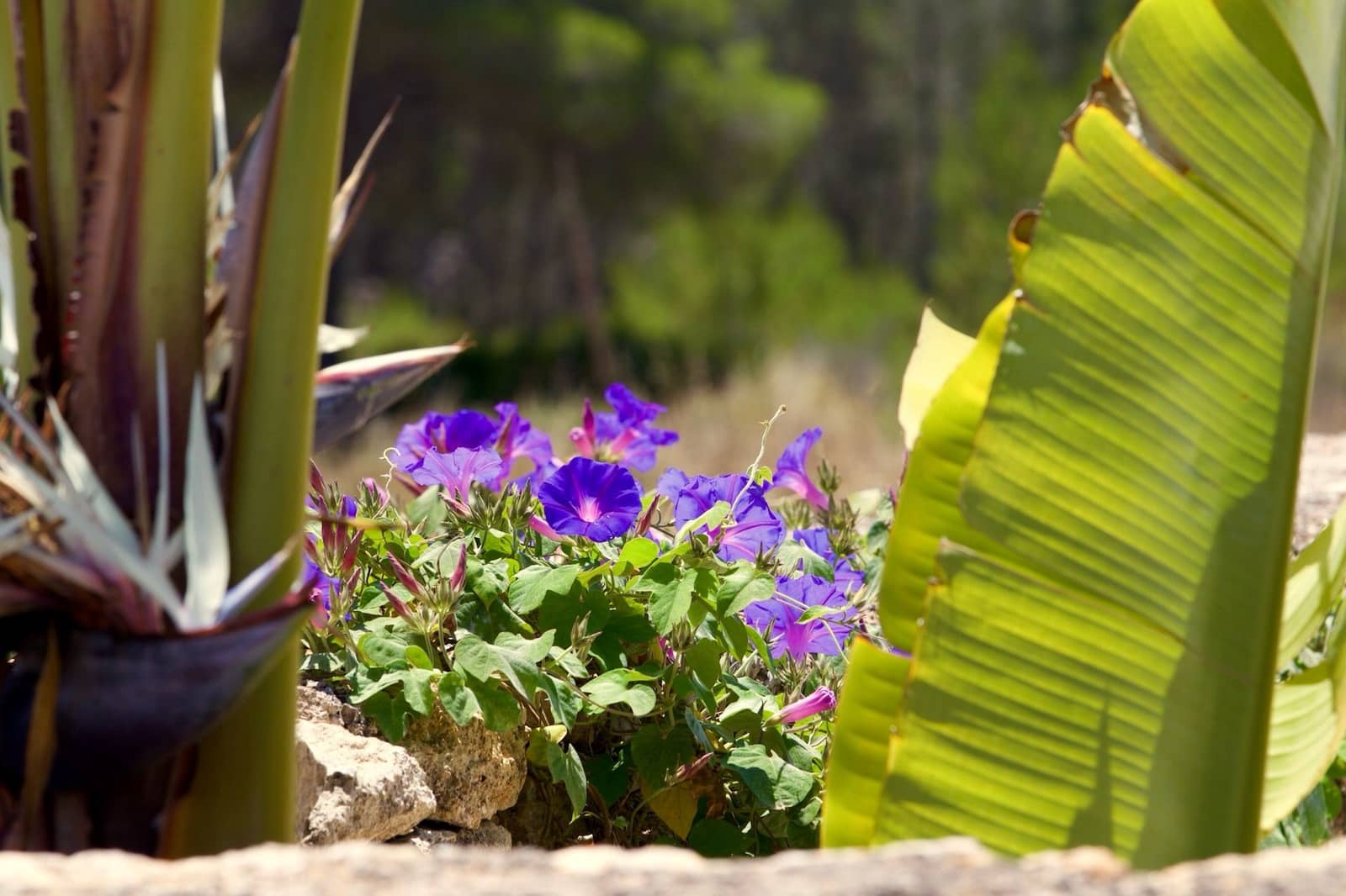 Finca/Casa Rural de 5 habitaciones en Santa Gertrudis de Fruitera en venta con piscina - 6.500.000 € (Ref: 8850502)