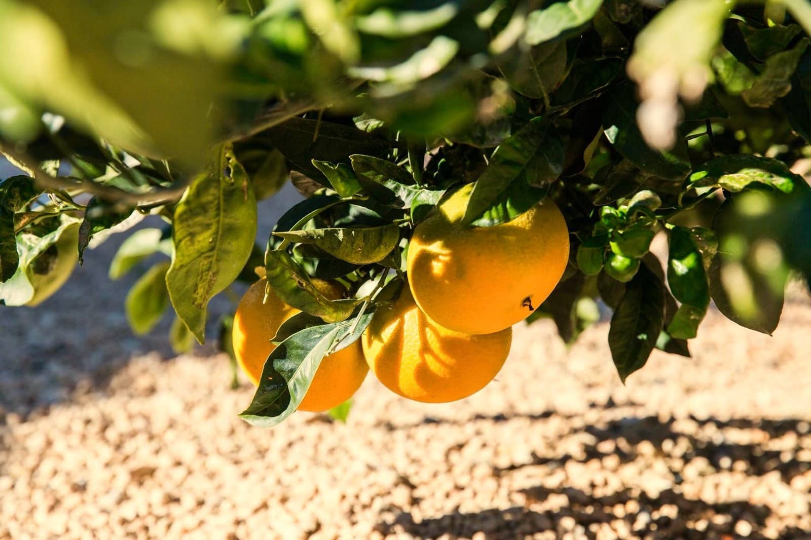 Finca/Casa Rural de 5 habitaciones en Santa Gertrudis de Fruitera en venta con piscina - 6.500.000 € (Ref: 8850502)