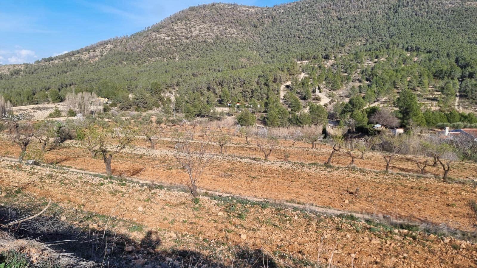 Undeveloped Land for sale in Bullas - € 140,000 (Ref: 10011476)